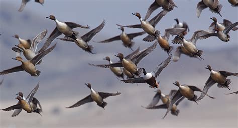 How Many Birds In A Flock Birds Wave