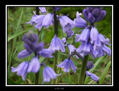 Bluebells Wild Bluebell Flowers Taken At A Local Nature Re Flickr