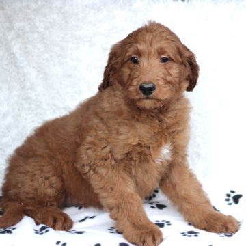 Goldendoodles are a hybrid mix between golden retrievers and standard or miniature poodles and are probably one of the most popular choices of breeds right now. Goldendoodle puppy for sale in GAP, PA. ADN-69827 on ...