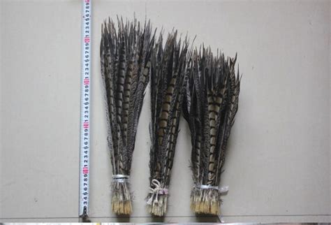 free shipping 100pcs30 35cm12 14inch lady amherst pheasant tail feathers natural feathers plume