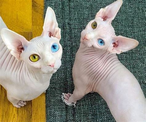 Pictures Of Odd Eyed Hairless Cats Are Eye Catching Advocating Animal