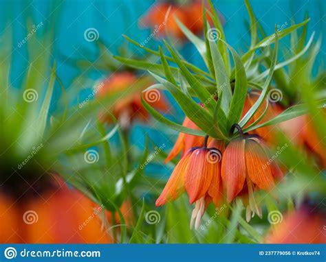 Orange Flowers Of Fritillaria Imperialis In The Spring Garden Imperial