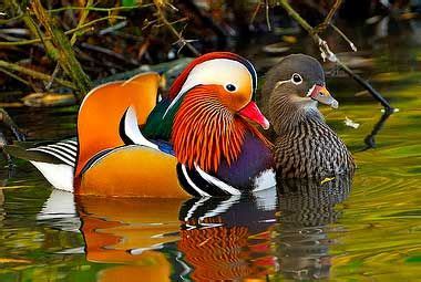 41 results for mandarin ducks feng shui. Mandarin ducks - symbol of Love & Fidelity | Pato mandarim ...