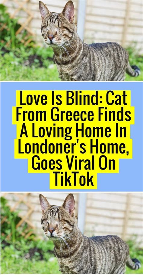 two cats are standing next to each other in front of a fence and the words love is blind cat