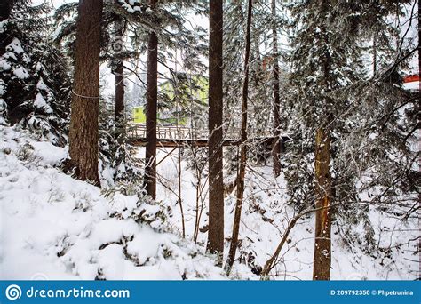 Snow Covered Bridge In Forest Stock Photo Image Of Woods Trees