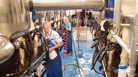 Which Milking Parlour Is Best For Your Dairy Farmers Weekly