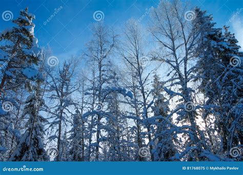 Sun Shines Through Snow Covered Branches In The Woods Stock Image