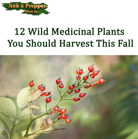 12 Wild Medicinal Plants You Should Harvest This Fall Ask A Prepper