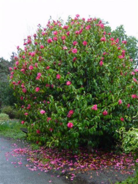 Large Camellia Flowers Tree With Hot Pink Flowerspng