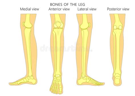Anatomy Lower Leg Bones Stock Illustrations 532 Anatomy Lower Leg