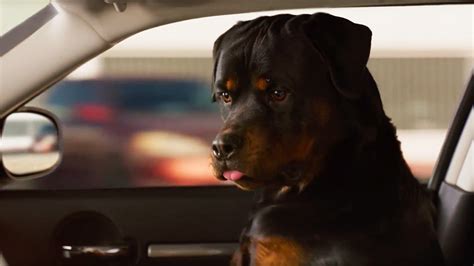 Trailer For Animal Buddy Cop Comedy Film Show Dogs