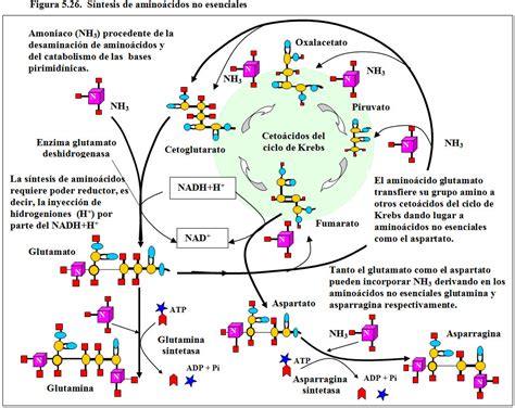 Módulo 51 Naturaleza Tipos Y Propiedades Nutricionales De Las