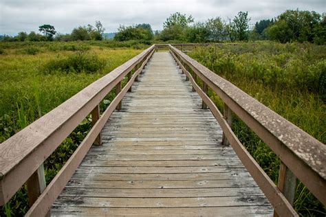Free Stock Photo Of Railed Wooden Boardwalk In Nature