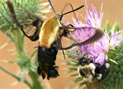 The Pollinators: 7 Important Insects and Animals for our ...