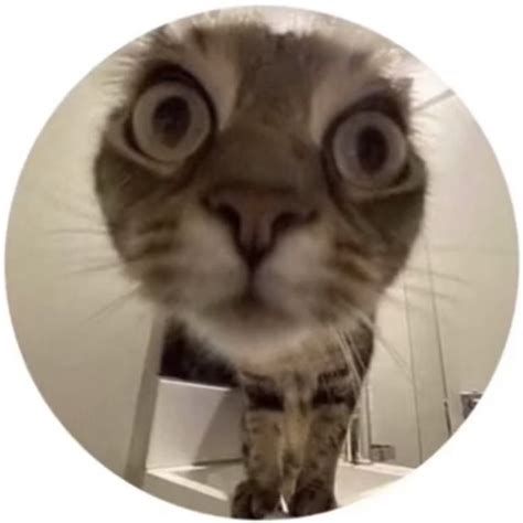 A Cat With Big Eyes Standing On Top Of A Toilet