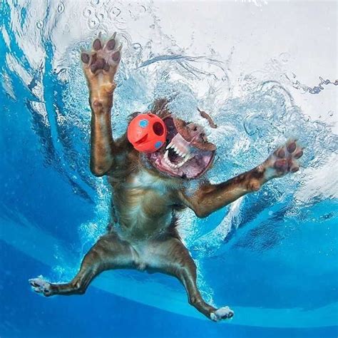 Swimming Dog Underwater Dogs Funny Animal Photos Dog Expressions