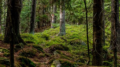 Foto Helsinki Finlandia Natura Foreste I Muschi Alberi 1366x768