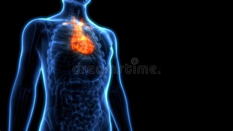 Human Body Organs Cardiovascular System Heart Anatomy Stock