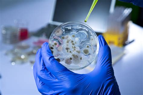 Microbiología Qué Es Importancia Plan De Estudios Y Más