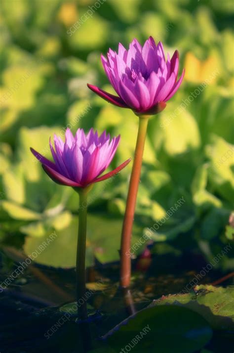 Water Lilies Nymphaea Sp Stock Image B8260767 Science Photo