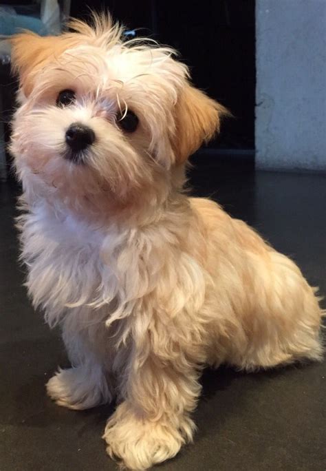 Never cut the hair below your fingers, as you may hurt your baby or trim shorter than you intended. Morkie time !! (With images) | Morkie puppies, Baby dogs ...