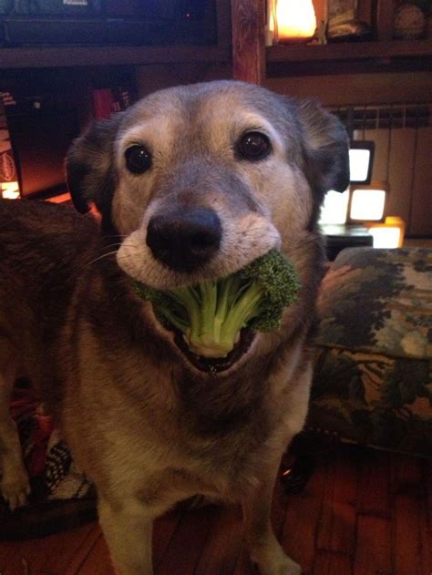 My Dog Looooooves Broccoli Imgur Adorable Animals Pinterest