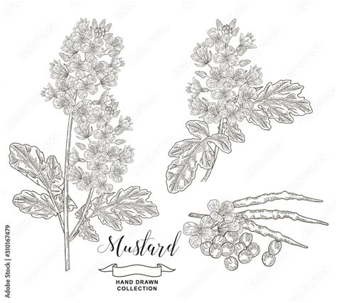 Mustard Plant Collection Hand Drawn Flowers Pods And Seeds Of Mustard