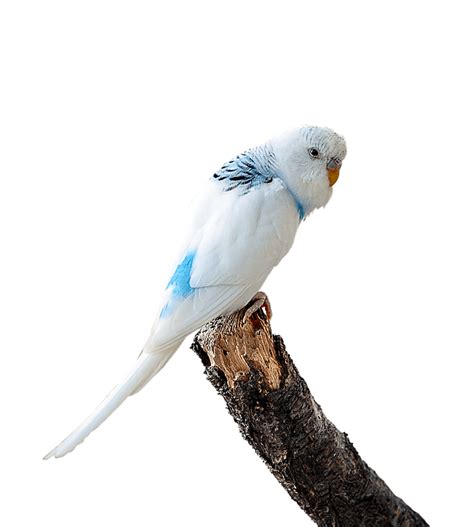 How To Choose Right Budgie Or Parakeet Budgie For Sale Near You