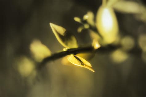 Free Images Nature Branch Light Sunlight Leaf Flower Petal