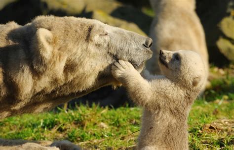 14 Amazing Animal Moms With Their Adorable Offspring The Shutterstock