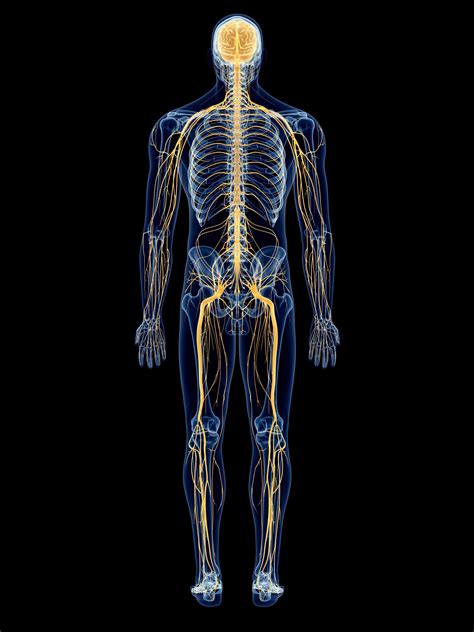 Nerves Convergent Movement And Performance Llc