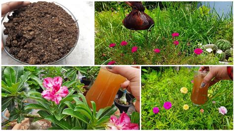 This fertilizer is an all purpose fertilizer capable of feeding for up to three months depending on the population of the bed, so you don't have to keep fertilizing your plants as often when you use. HOME MADE ORGANIC LIQUID FERTILIZER FOR ALL TYPES OF ...