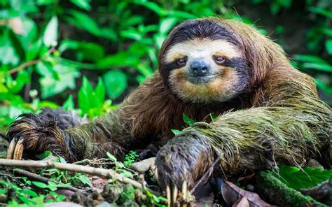 A Sloth Can Hold Its Breath For 40 Minutes Underwater — And 6 Other