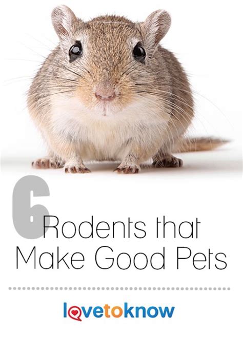 List Of Rodents That Make Good Pets Which Kind To Choose Lovetoknow