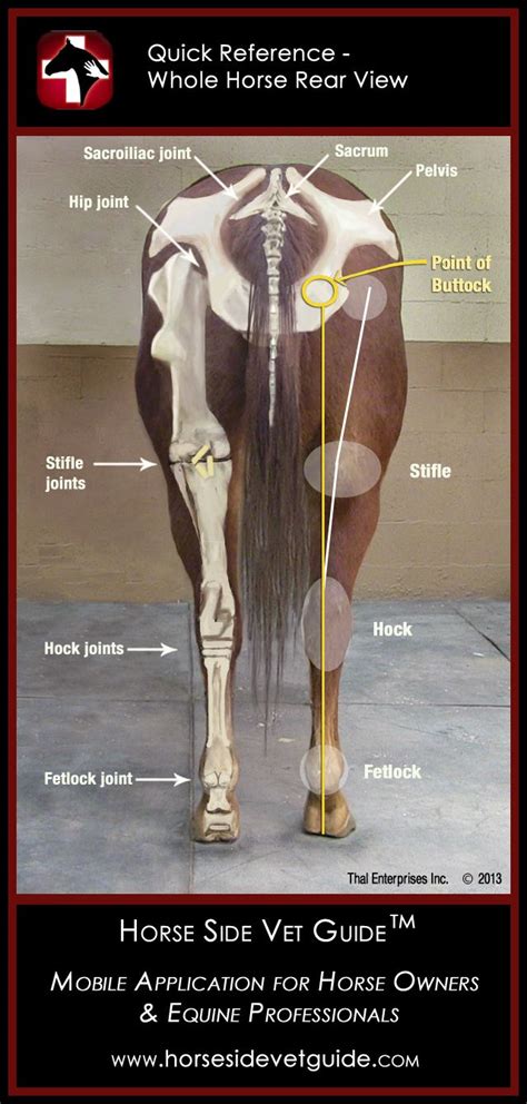 Horse Side Vet Guide Quick Reference Equine Rear View Mobile