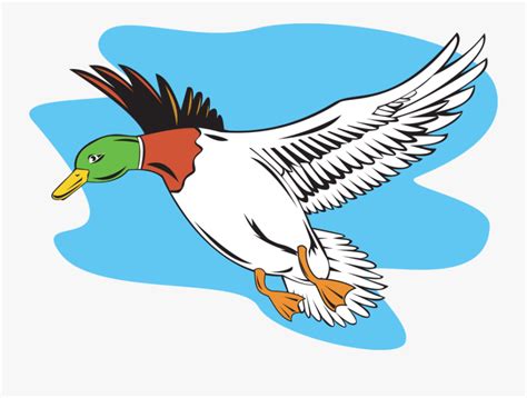 Transparent Flying Ducks Clipart Cartoon Mallard Duck Flying Free
