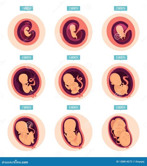 Etapas Del Embarazo El Crecimiento Humano Efectua Imagenes Infographic