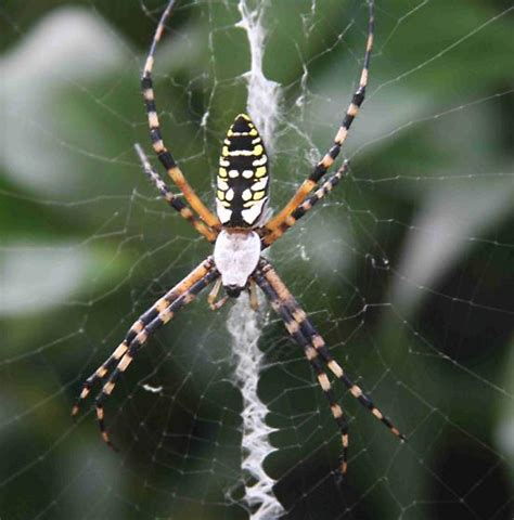 Colorful Spider In Florida Argiope Aurantia Bugguidenet