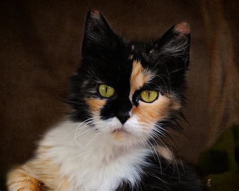 Watch calico channels streaming live on twitch. Calico Cat Portrait Photograph by Jai Johnson
