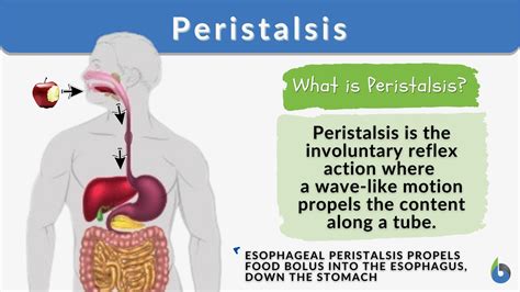 Peristalsis Definition And Examples Biology Online Dictionary