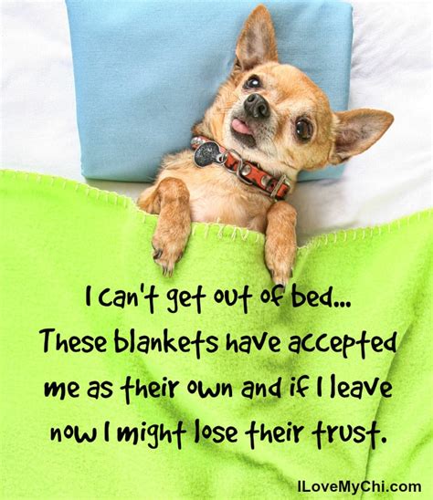 Puppies baby chihuahua cute dogs animals chihuahua mom chihuahua puppies chihuahua chihuahua dogs dog breeds. 20 Chihuahua Memes That will Make You Laugh | I Love My Chi