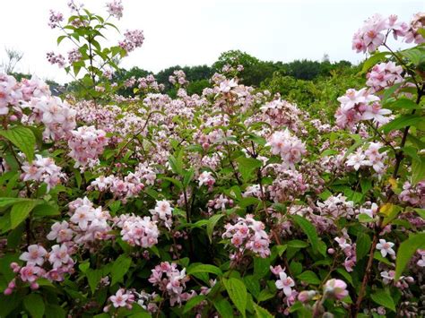 Entspricht die deutzia mont rose der qualität, die ich in dieser preisklasse haben möchte? Rosendeutzie, Deutzia hybrida Mont Rose in unserem Online ...