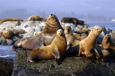Group Of Sea Lions Sunning Stock Image Image Of Lions 2394451