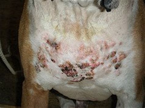 But it's not always that obvious … hypothyroidism is the most common endocrine or glandular disorder in dogs. Canine Hypothyroidism Treatment and Symptoms Help