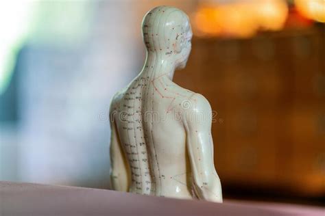 Close Up Of A Male Acupuncture Doll Stock Image Image Of Clear