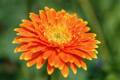 36 Different Types Of Orange Flowers With Names And Pictures A Z