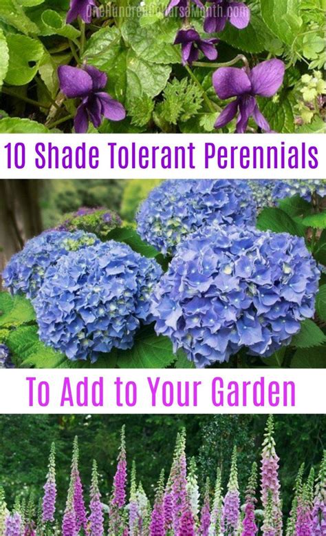 10 Shade Tolerant Perennials One Hundred Dollars A Month Shade