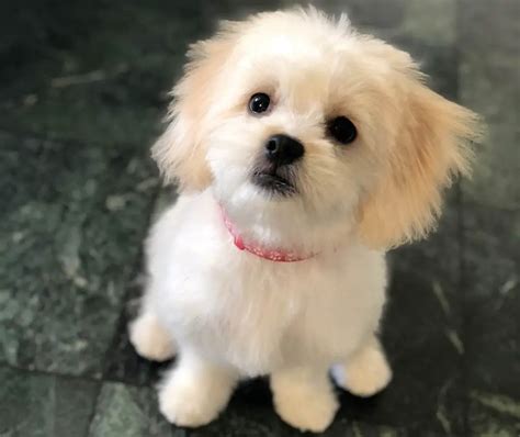 Maltese Shih Tzu Malshi 12 Surprising Facts You Should Know