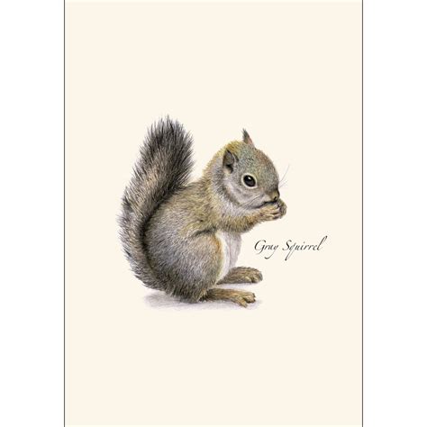 Ranking Top1 24 Note Cards Well Said Squirrel Gray Envs