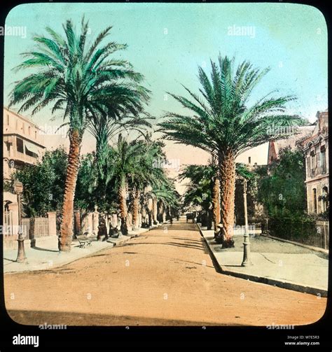 Avenue Of Palms Hyeres France Late 19th Or Early 20th Century
